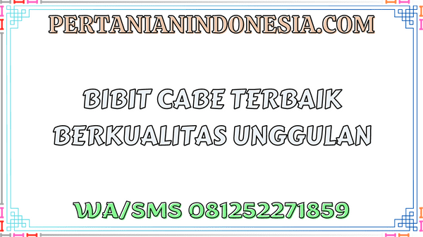 Bibit Cabe Terbaik Berkualitas Unggulan